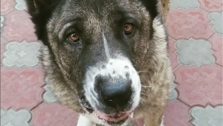 (VIDEO) Un câine face atac de panică în timpul bombardamentelor rusești de la Odesa