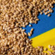 Statele UE și eurodeputații negociază limitarea fluxului de cereale ucrainene