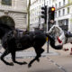 Imagini virale cu doi cai de cavalerie galopând fără control în Londra. Pentru prinderea lor a intervenit armata